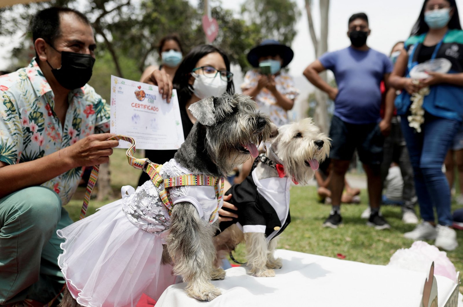 Dogs take part in a symbolic wedding as part of the MatriCan – a play on the Spanish words for &quot;wedding&quot; and &quot;dog&quot; – local competition on Valentine&#039;s Day, in Lima, Peru, Feb. 14, 2022. (Reuters Photo)