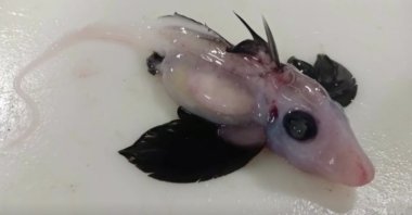 A rare juvenile ghost shark discovered during a survey off the east coast of South Island, New Zealand. (Reuters Photo)