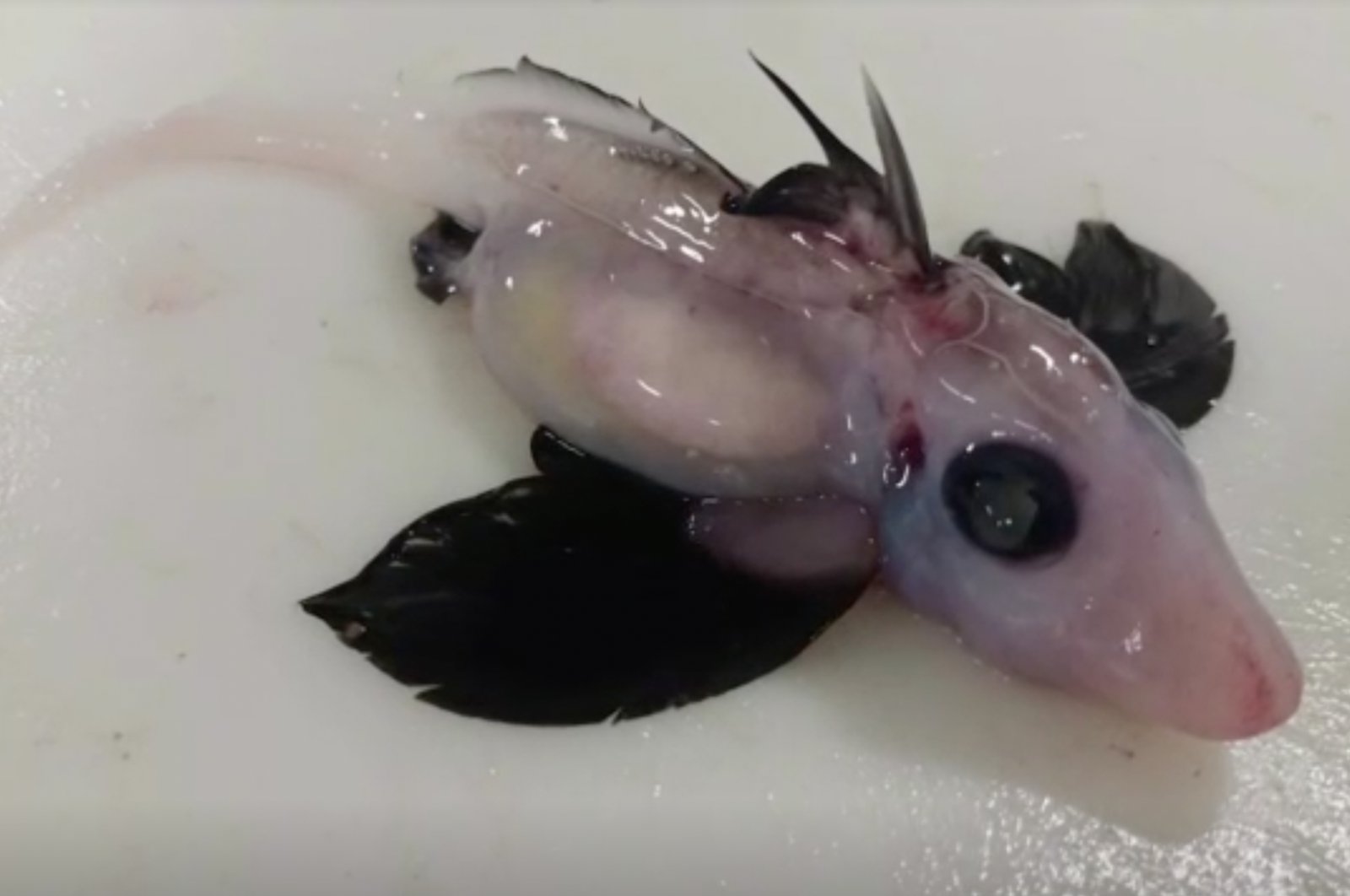 A rare juvenile ghost shark discovered during a survey off the east coast of South Island, New Zealand. (Reuters Photo)