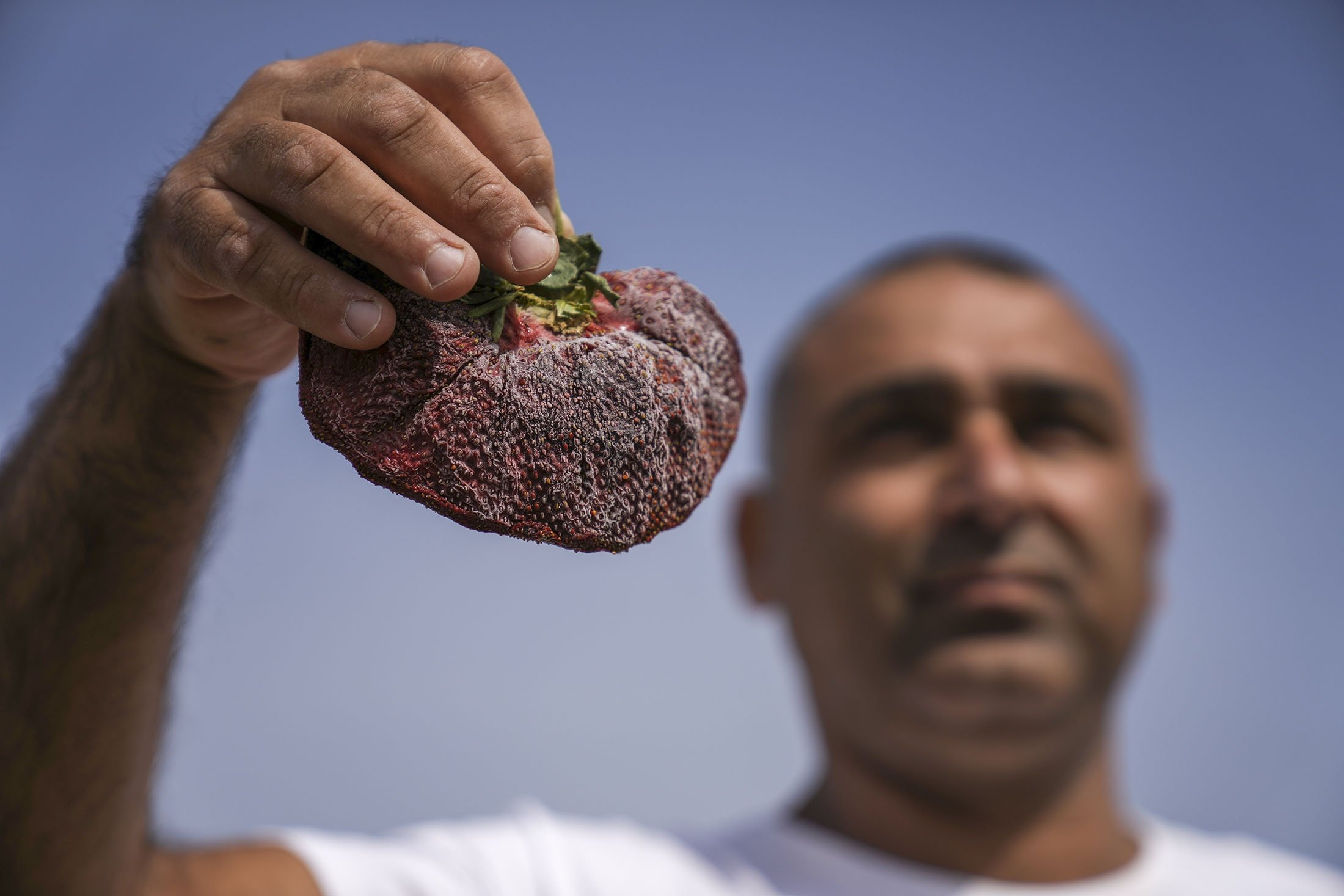 Israeli farmer Chahi Ariel holds a strawberry weighing a whopping 289 grams (over half a pound) in Kadima-Zoran, Israel, Feb. 17, 2022. (AP Photo)