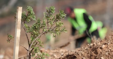A newly planted mastic tree is seen in Çeşme Peninsula, in Izmir, western Turkey, Feb. 18, 2022. (AA Photo)