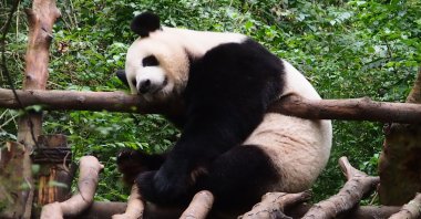 A giant panda sleeps on a wooden stand at the Chengdu Research Base of Giant Panda Breeding in Chengdu city, Sichuan province, southwest China, Oct. 16, 2017.