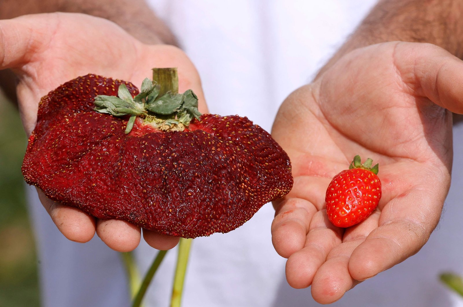 Israeli farmer Tzachi Ariel displays a 289 grams strawberry (L) that was found in his agricultural field and set a new Guinness World Records for the heaviest strawberry, in the Kadima village, central Israel, Feb. 17, 2022. (AFP Photo)