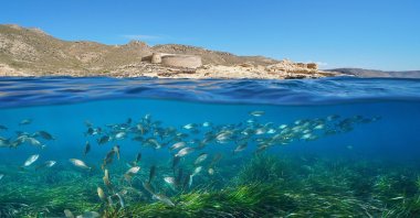 A group of fish swims over Posidonia seagrass with a castle in the background in El Playazo de Rodalquilar, Almeria, Spain. (Shutterstock Photo)