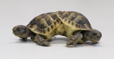 Siamese twin turtles found in Pamukkale seen at Pamukkale University, Denizli, southwest Turkey, Feb. 21, 2022. (DHA Photo)