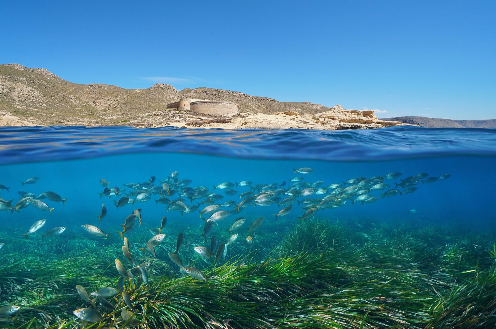 A group of fish swims over Posidonia seagrass with a castle in the background in El Playazo de Rodalquilar, Almeria, Spain. (Shutterstock Photo)