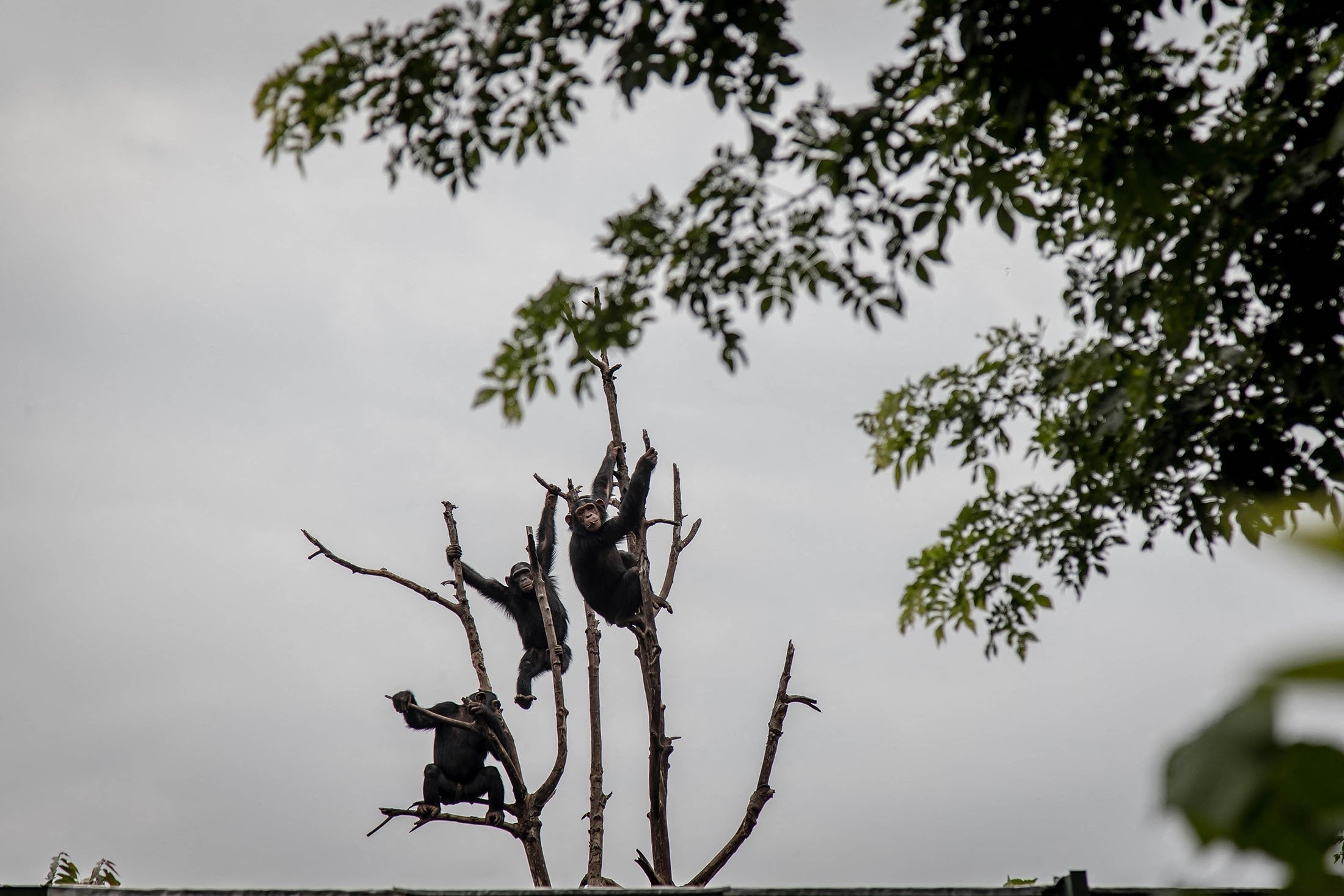 Chimpanzees are seen playing in the trees at the Lwiro Primate Rehabilitation Center, in Lwiro, eastern Democratic Republic of Congo, Feb. 14, 2022. (AFP Photo)