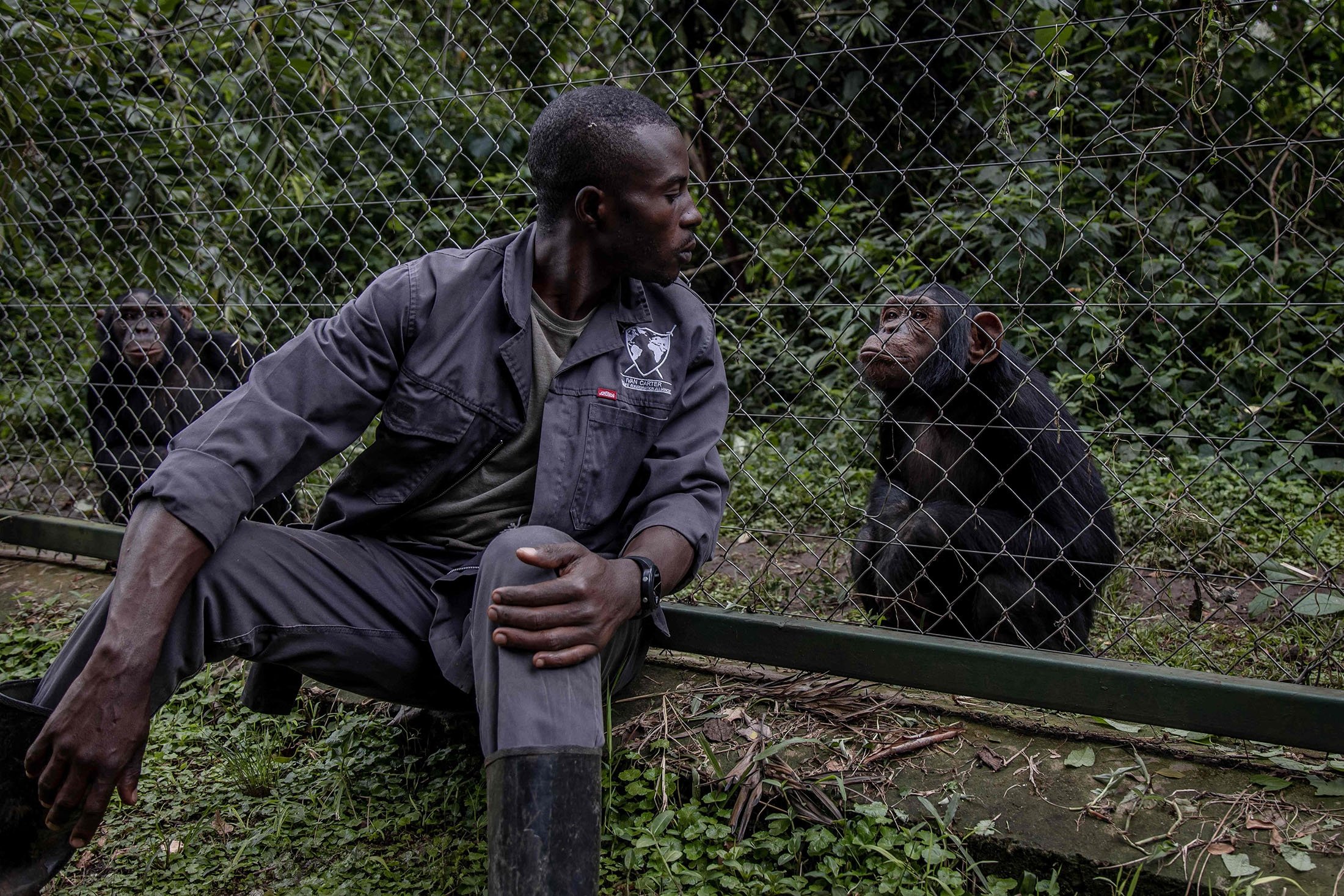 Ombeni Kulimushi plays with a chimpanzee at the Lwiro Primate Rehabilitation Center, in Lwiro, eastern Democratic Republic of Congo, Feb. 14, 2022. (AFP Photo)