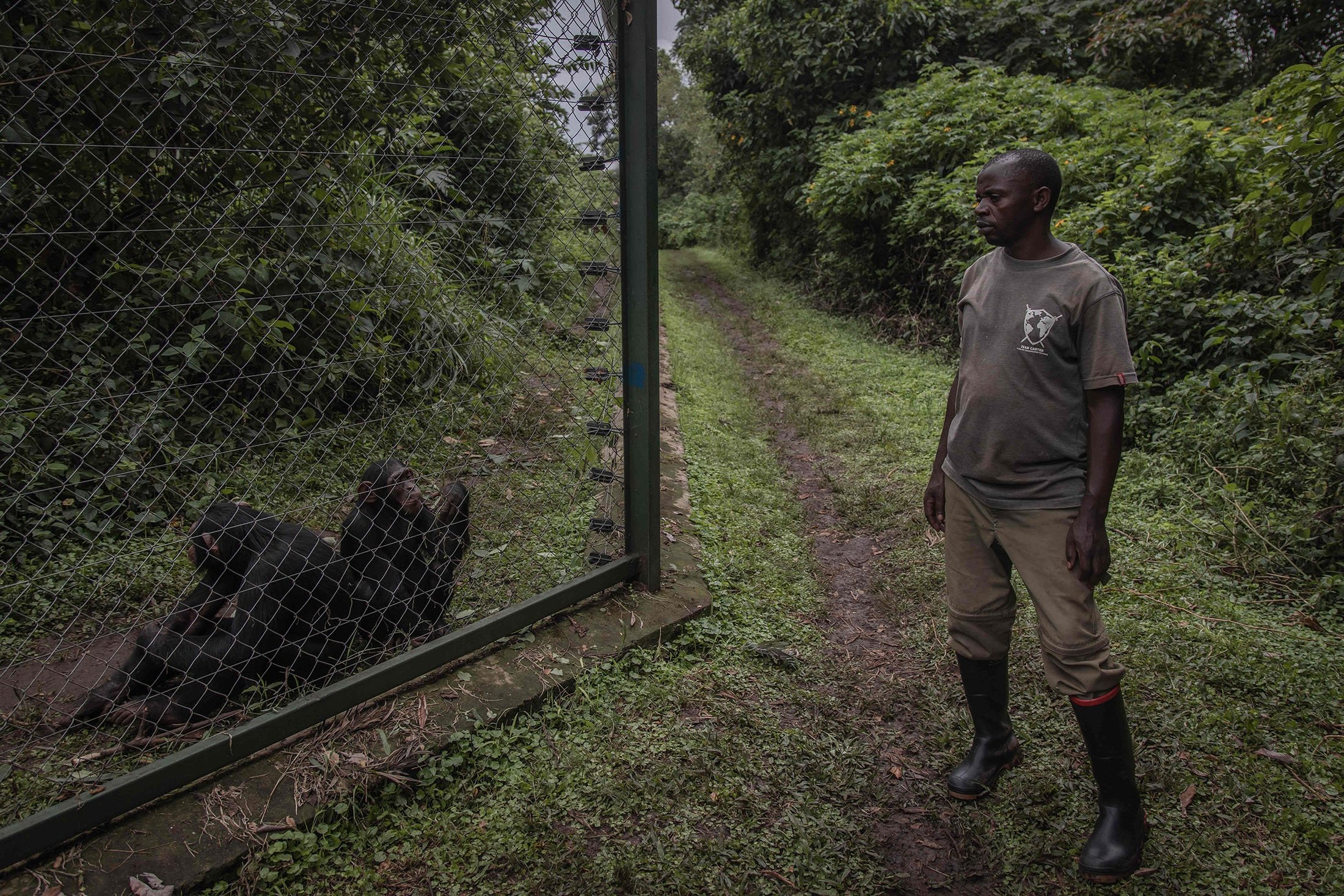 Pascalis Bashinega stovi šalia šimpanzių Lwiro primatų reabilitacijos centre, Lwiro mieste, Kongo Demokratinės Respublikos rytinėje dalyje, vasario mėn.  2022 m. 14 d. (AFP nuotrauka)