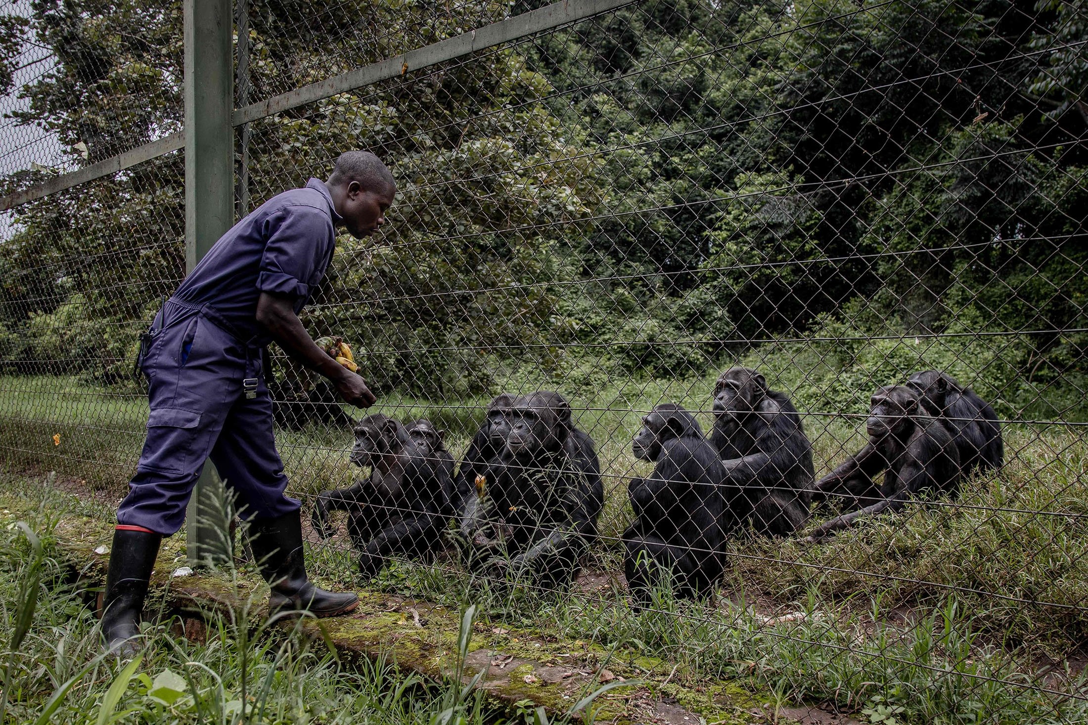 Libaku Bengeye Claude maitina šimpanzes Lwiro primatų reabilitacijos centre Lwiro mieste, Kongo Demokratinėje Respublikoje, vasarį.  2022 m. 14 d. (AFP nuotrauka)