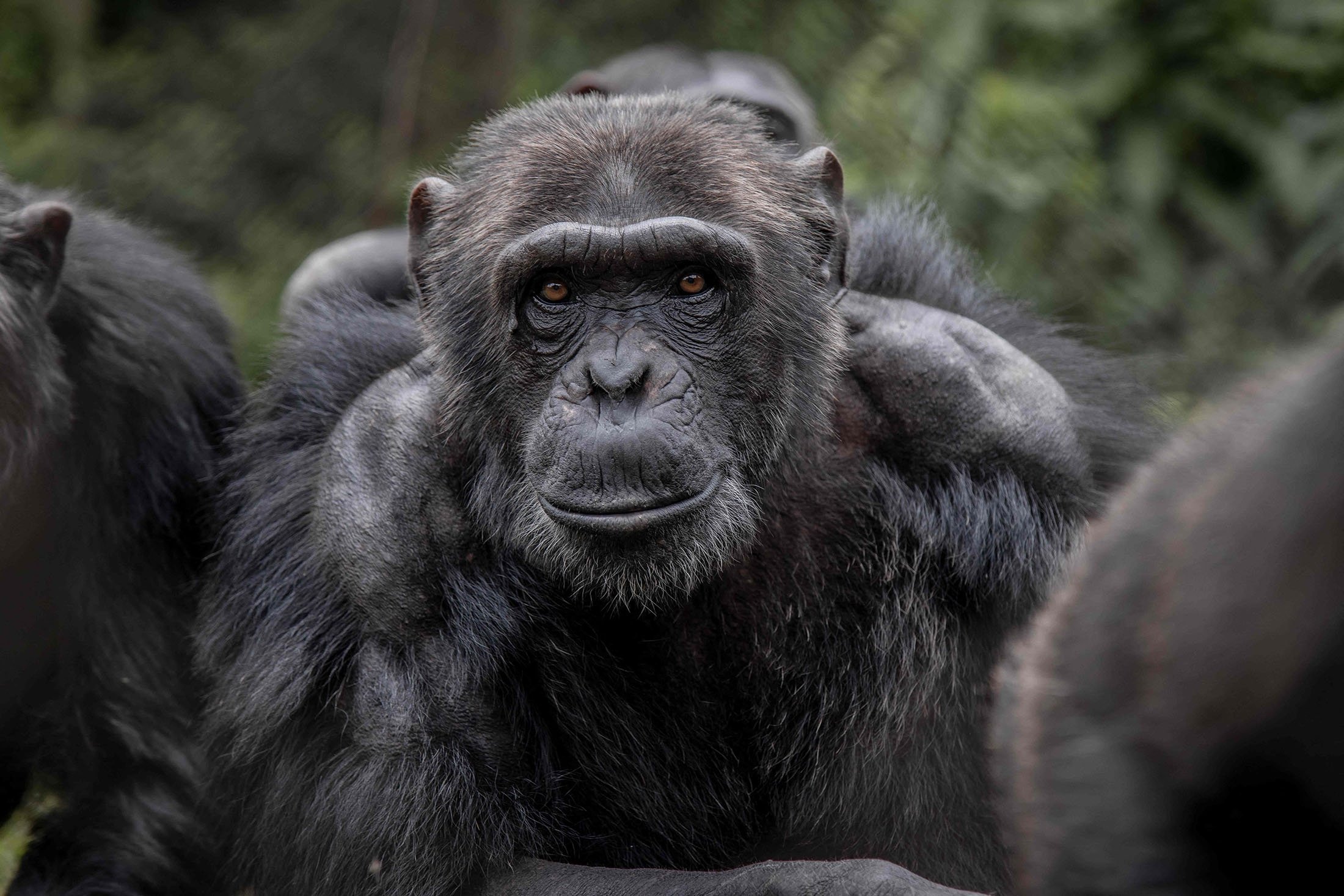 Šimpanzės ilsisi pavalgusios Lwiro primatų reabilitacijos centre Lwiro mieste, rytinėje Kongo Demokratinėje Respublikoje, vasario mėn.  2022 m. 14 d. (AFP nuotrauka)