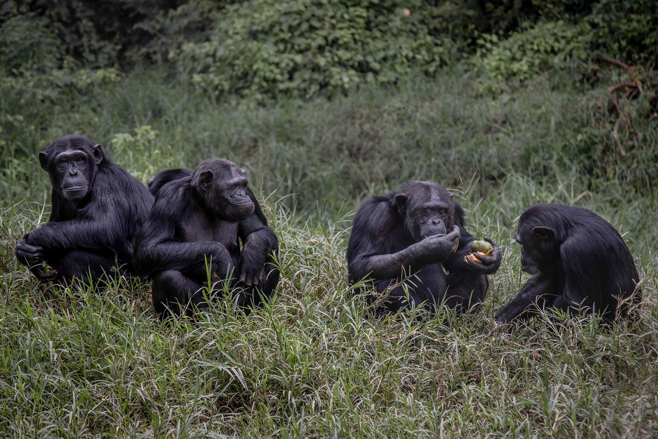 Šimpanzės pietauja Lwiro primatų reabilitacijos centre Lwiro mieste, rytinėje Kongo Demokratinėje Respublikoje, vasario mėn.  2022 m. 14 d. (AFP nuotrauka)