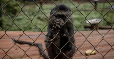 A young primate plays in his enclosure at the Lwiro Primate Rehabilitation Center, in Lwiro, eastern Democratic Republic of Congo, Feb. 14, 2022. (AFP Photo)