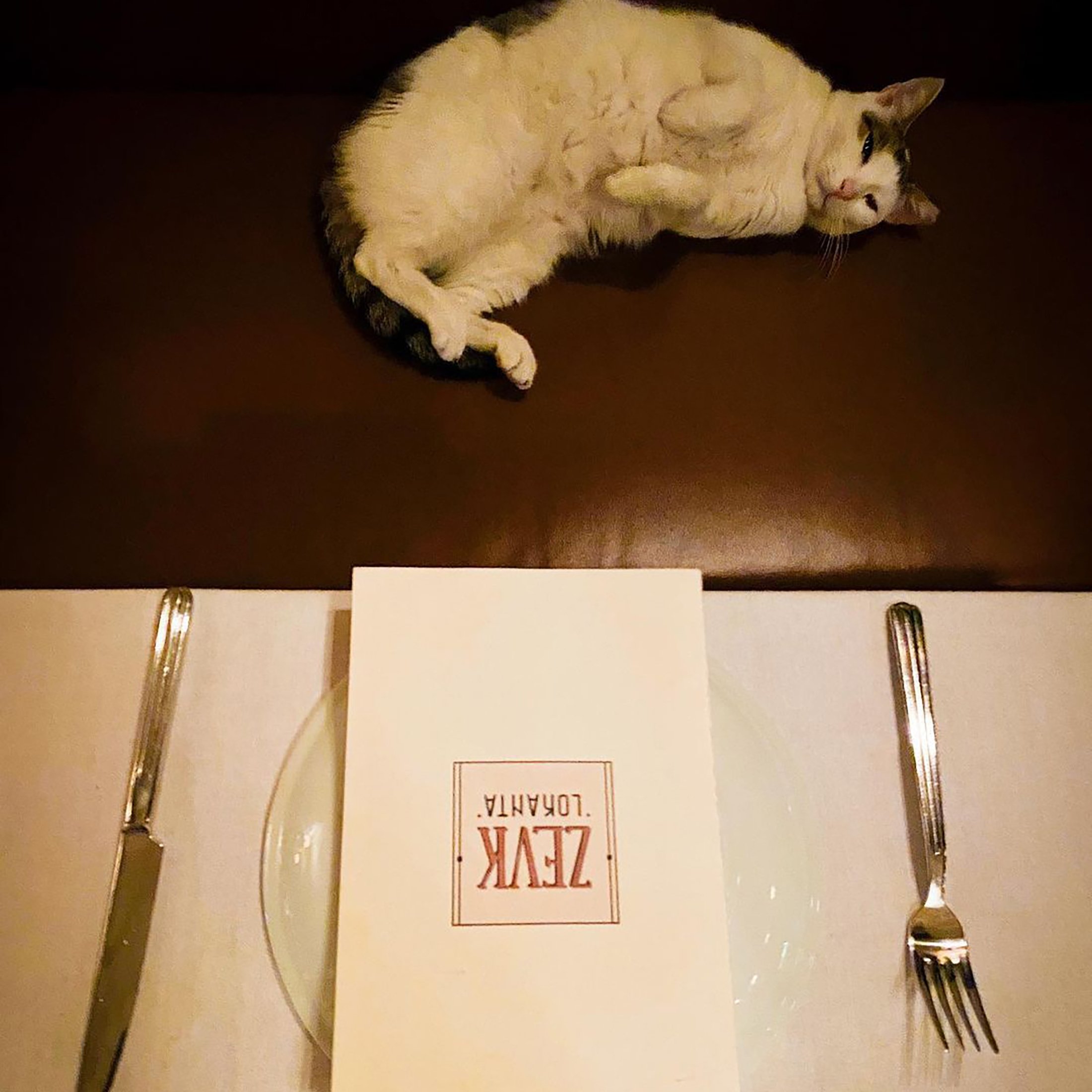 A cat lies beside a table at Zevk Lokanta, in Kadıköy's Moda, Istanbul, Turkey. (Photo from Instagram / @zevklokanta)