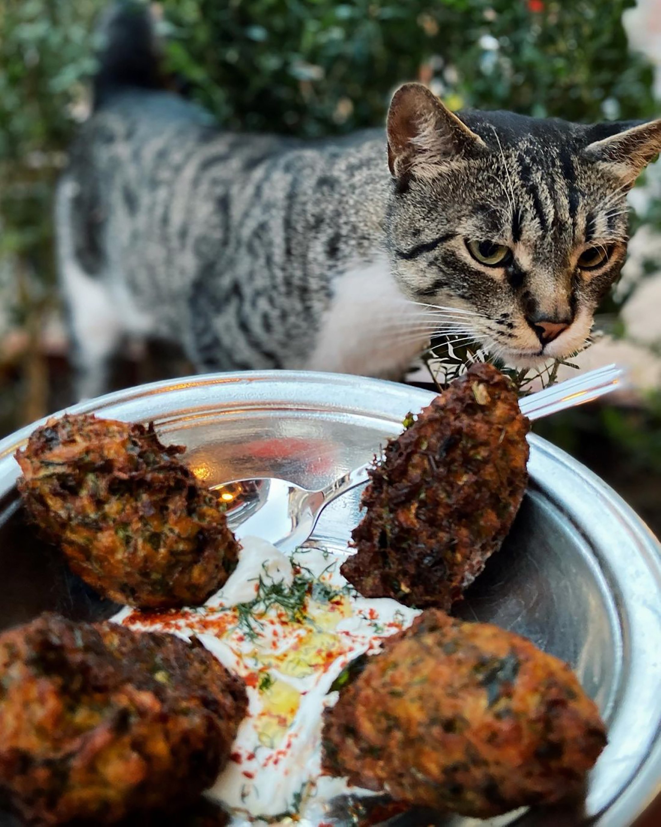 A cat takes a peak at the salty zucchini mücver pancake at Zevk Lokanta, in Kadıköy's Moda, Istanbul, Turkey. (Photo from Instagram / @zevklokanta)