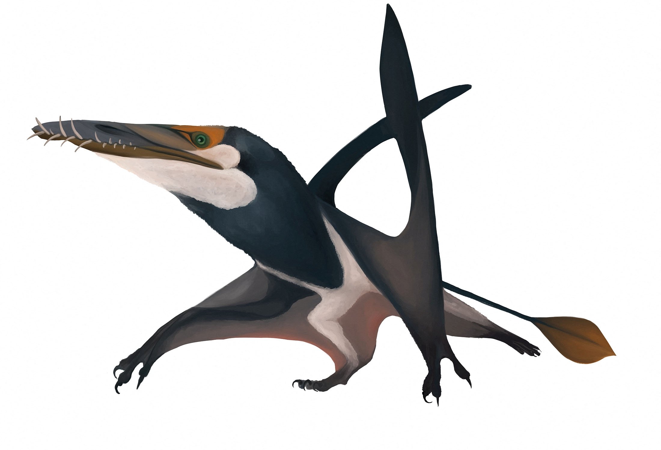An illustration shows the newly identified Jurassic Period flying reptile, or pterosaur, called 