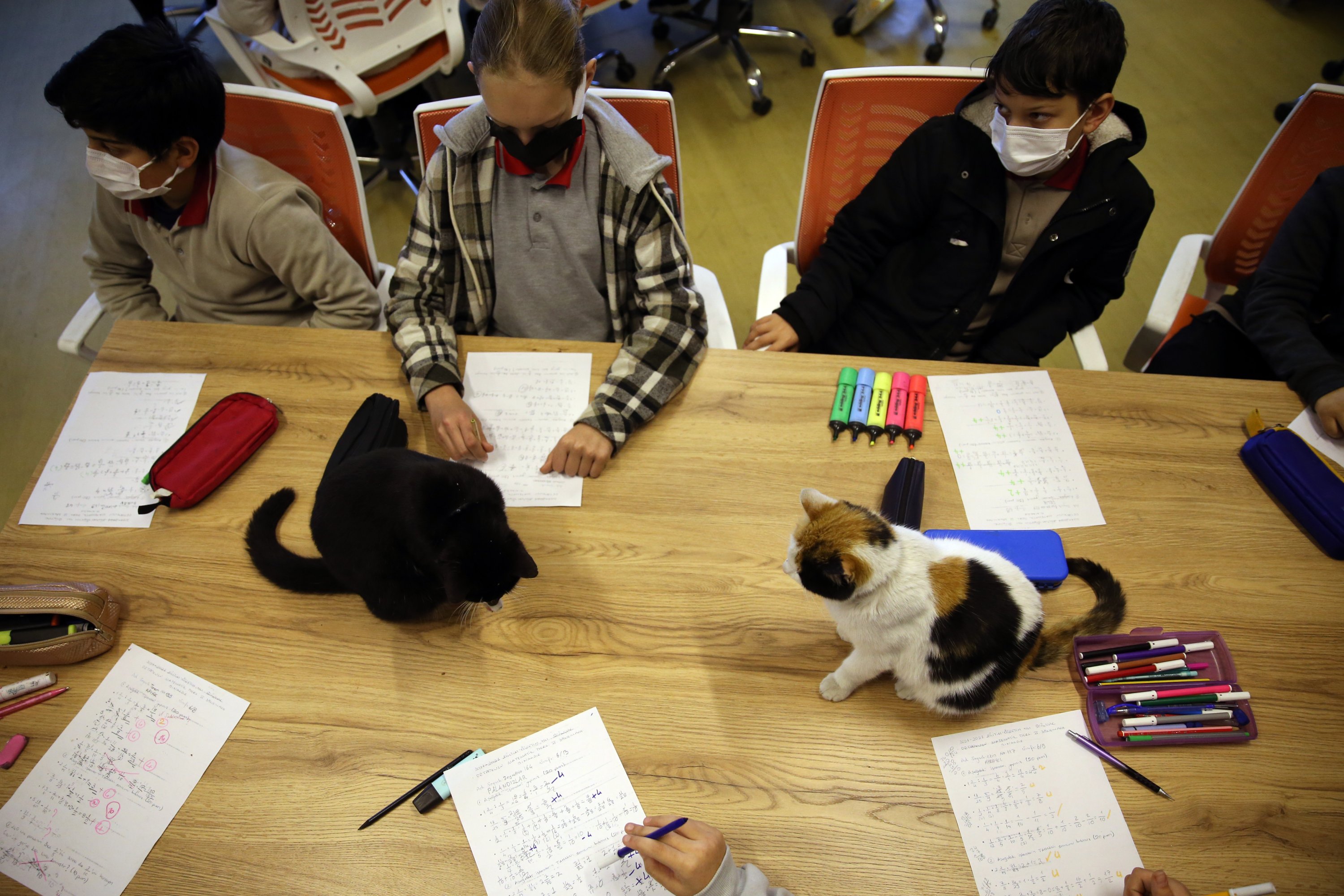The cats sit on the desk in the classroom, Aydın, western Turkey, Feb. 22, 2022. (AA Photo)