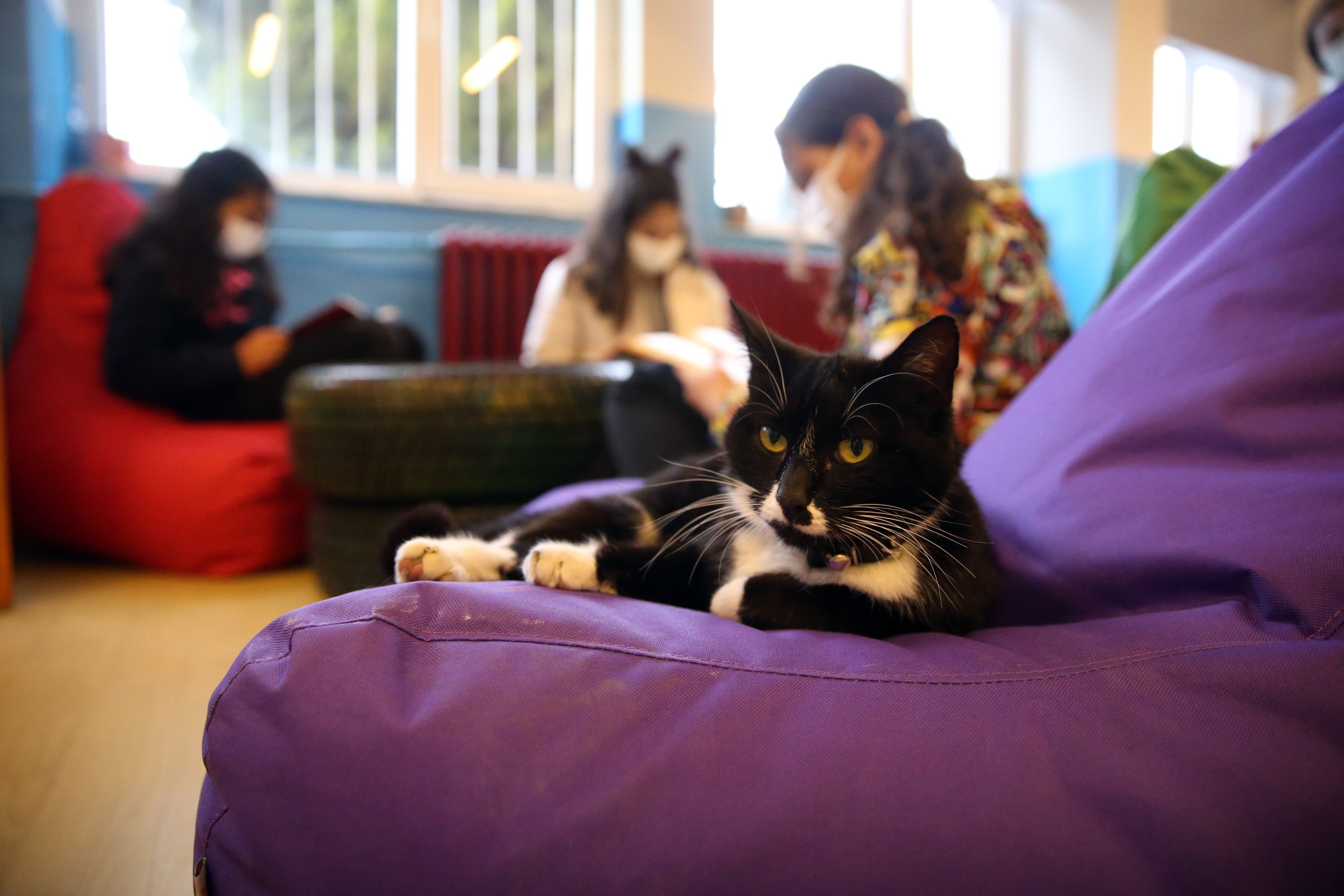 A cat sits on a cushion in the classroom, Aydın, western Turkey, Feb. 22, 2022. (AA Photo)