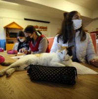 A cat sits on the desk in the classroom, Aydın, western Turkey, Feb. 22, 2022. (AA Photo)