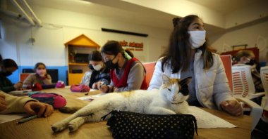 A cat sits on the desk in the classroom, Aydın, western Turkey, Feb. 22, 2022. (AA Photo)