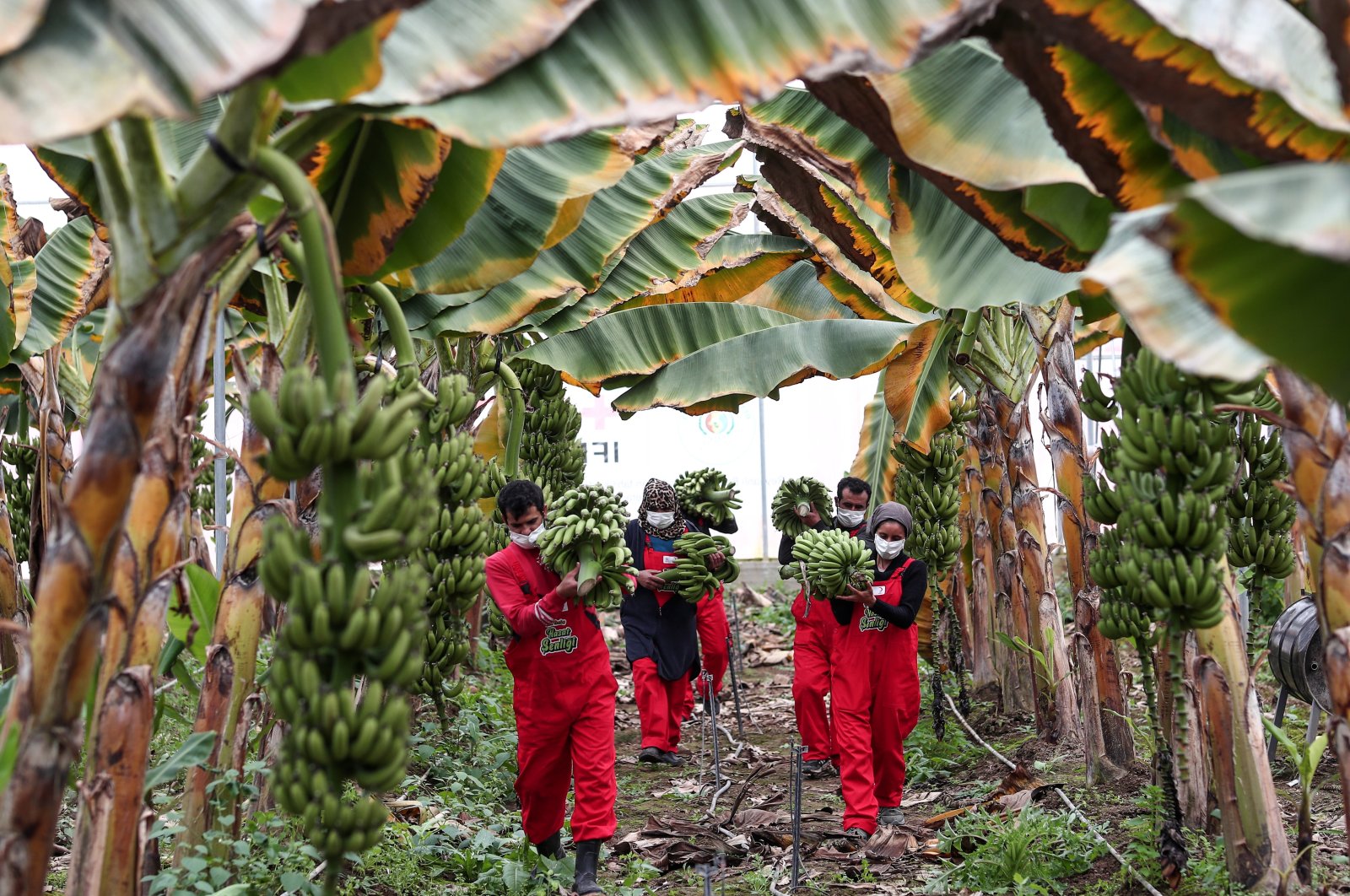 Vocational training center volunteers, Syrian refugees collect fruit during the banana harvest, near the Turkey-Syria border in Reyhanlı district of Hatay, Turkey, 22 February 2022. (EPA Photo)