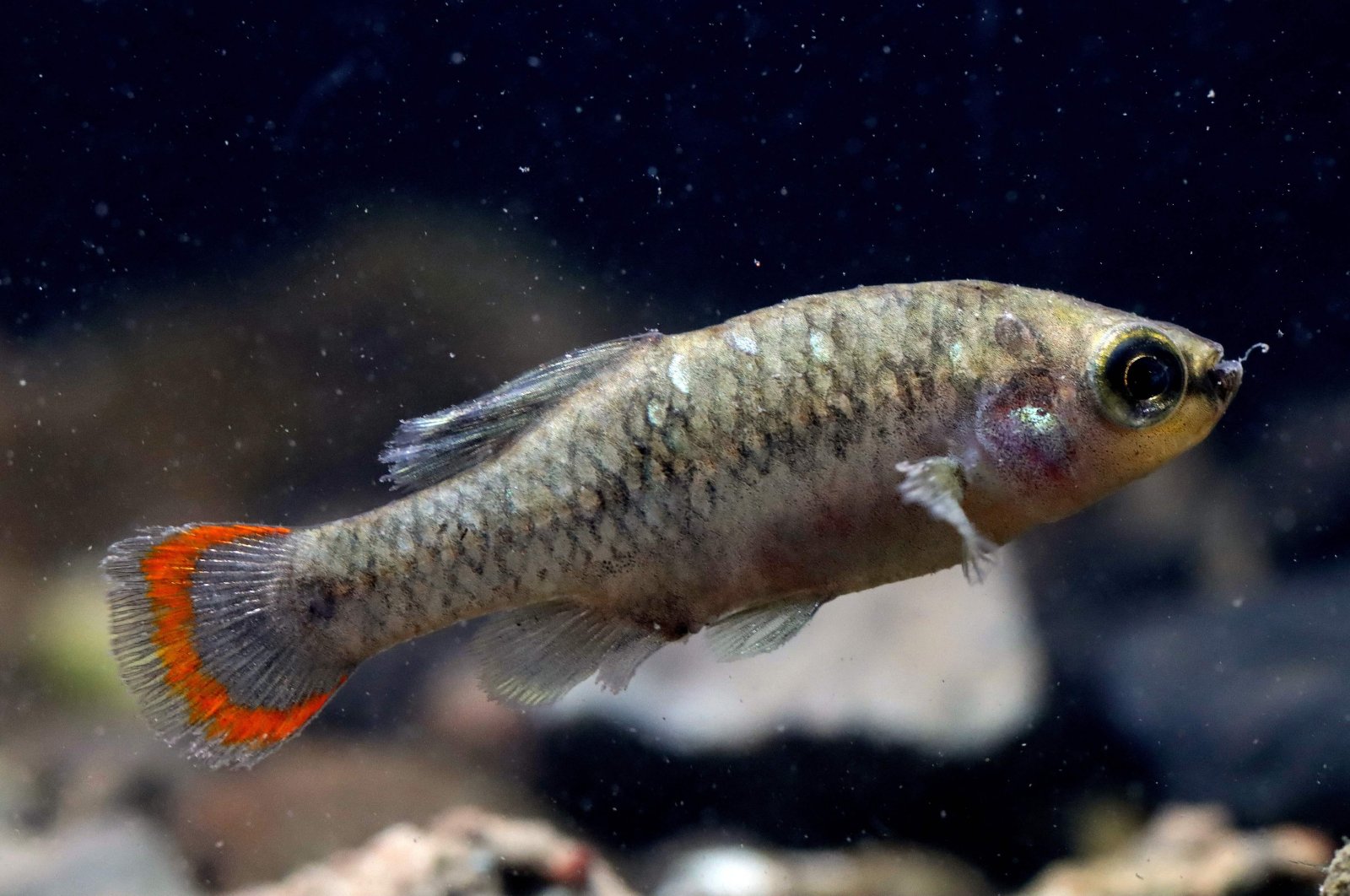 A male Tequila fish (Zoogoneticus Tequila) swimming in a fish tank during a survey of the species that was successfully reintroduced to its natural habitat after disappearing for 20 years from the Teuchitlan river, Teuchitlan, Jalisco state, Mexico, Feb. 15, 2022. (AFP Photo)