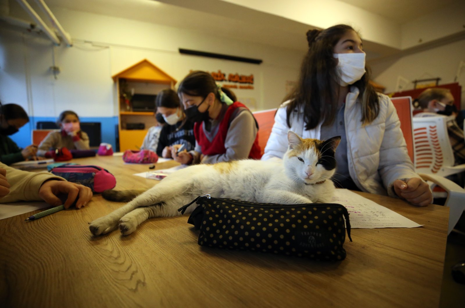 A cat sits on the desk in the classroom, Aydın, western Turkey, Feb. 22, 2022. (AA Photo)