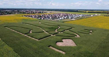 An aerial view shows corn stalks planted by Ukrainian farmers in the shape of the national coat of arms, trident, ahead of the country's 30th anniversary of independence, in a field near Boryspil International Airport outside Kyiv, Ukraine, July 22, 2021. (Reuters Photo)