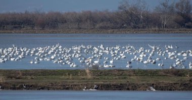Lake Gala National Park in Turkey's far-western Edirne province, Turkey, Feb. 24, 2022. (AA Photo)