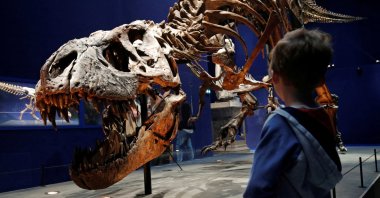 A child looks at a 67-million-year-old skeleton of a Tyrannosaurus, named Trix, during the first day of the exhibition "A T-Rex in Paris" at the French National Museum of Natural History in Paris, France, June 6, 2018. (Reuters File Photo)