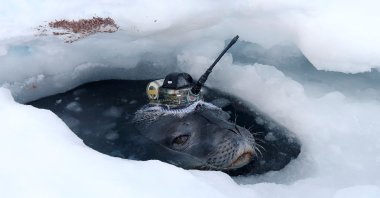 A video grab shows a Weddell seal fitted with a high-tech head-mounted measuring device to survey waters under the thick ice sheet, near Japan's Showa Station in Antarctica, April 2017. (Reuters Photo)