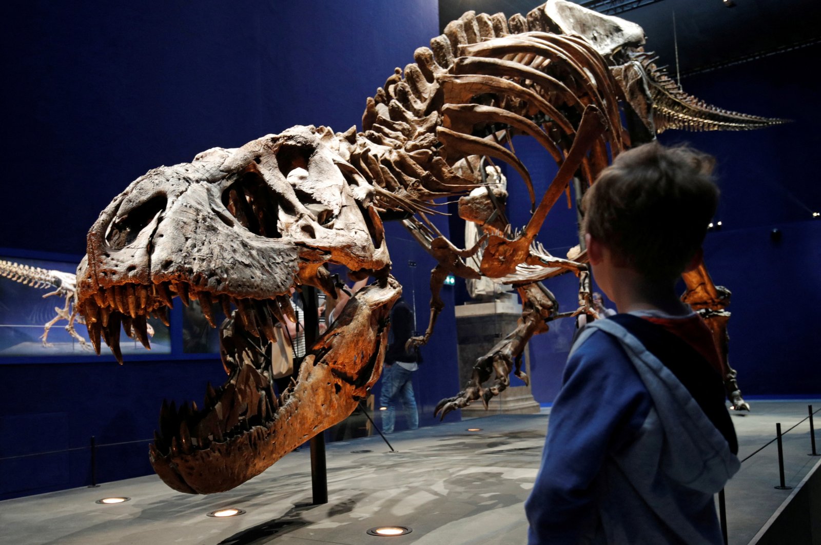 A child looks at a 67-million-year-old skeleton of a Tyrannosaurus, named Trix, during the first day of the exhibition &quot;A T-Rex in Paris&quot; at the French National Museum of Natural History in Paris, France, June 6, 2018. (Reuters File Photo)