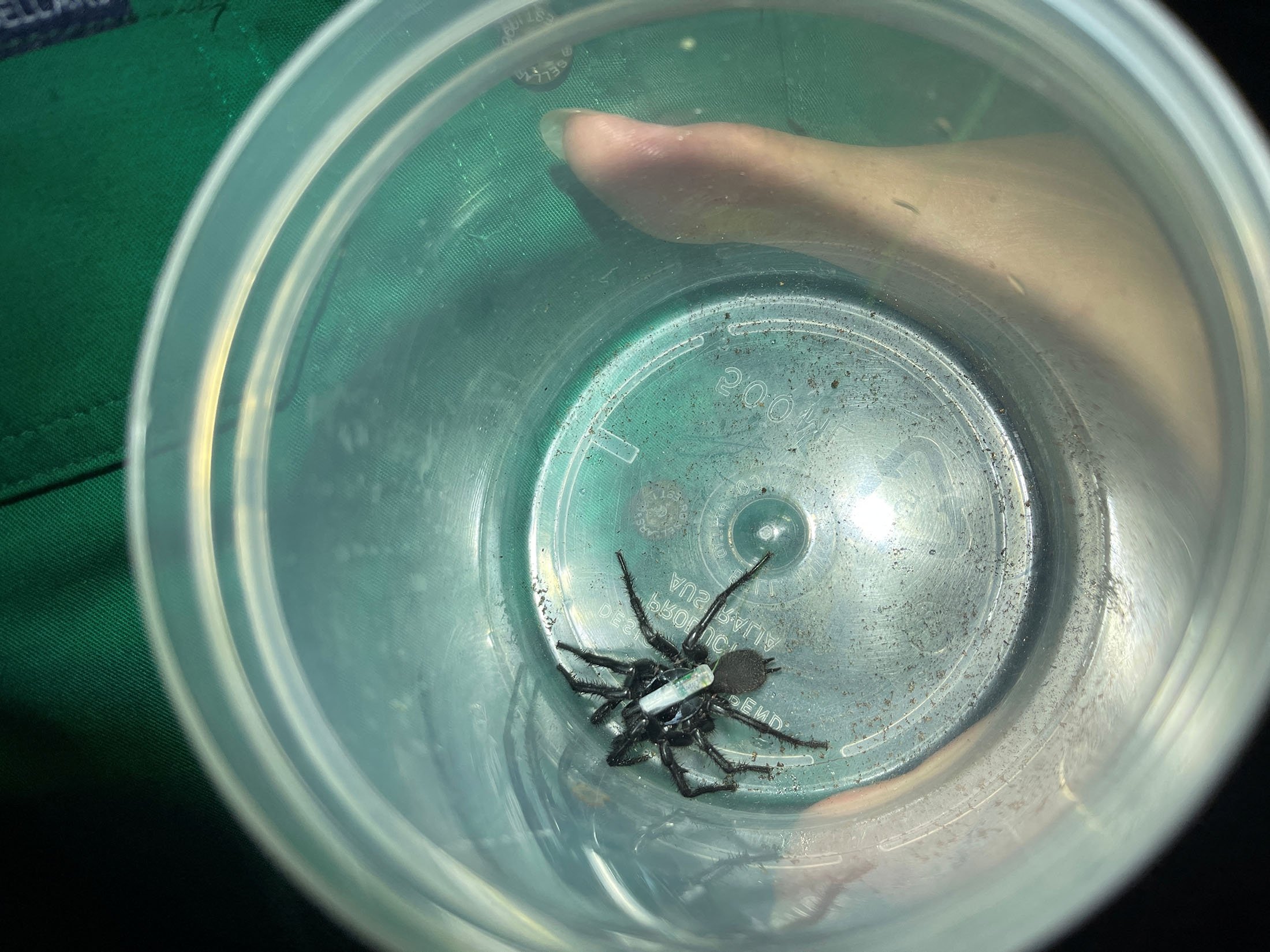 Funnel-web Spiders - The Australian Museum