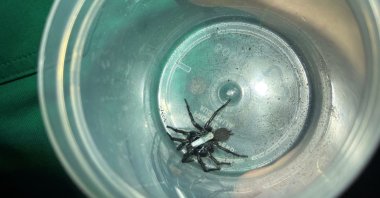 A male Sydney funnel-web spider with a telemetry tracker attached waits in a container to be released back into the bushland by Caitlin Creak, Sydney, Australia, Feb. 18, 2022. (Reuters Photo)