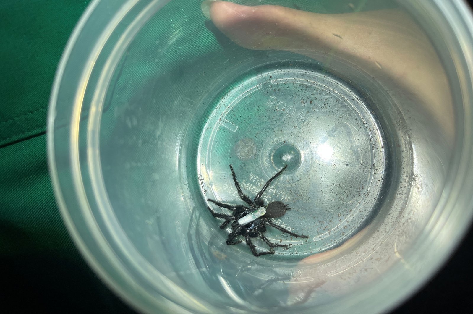 A male Sydney funnel-web spider with a telemetry tracker attached waits in a container to be released back into the bushland by Caitlin Creak, Sydney, Australia, Feb. 18, 2022. (Reuters Photo)