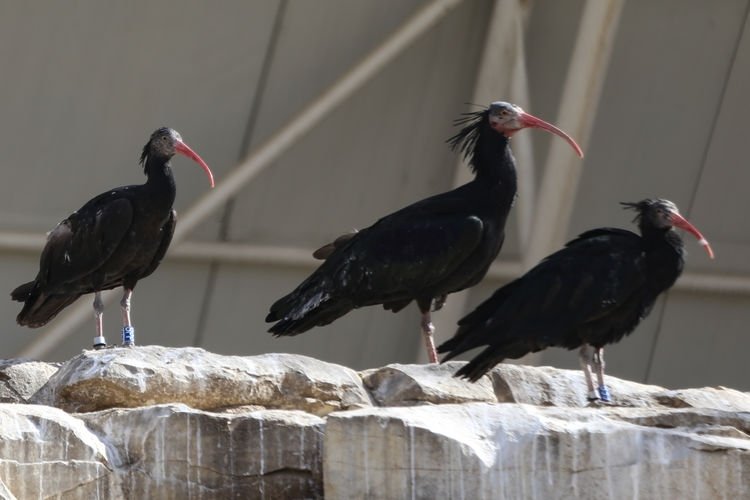 Bald ibises at a breeding station in Birecik, in Şanlıurfa, southeastern Turkey, Mar. 3, 2022. (AA Photo)
