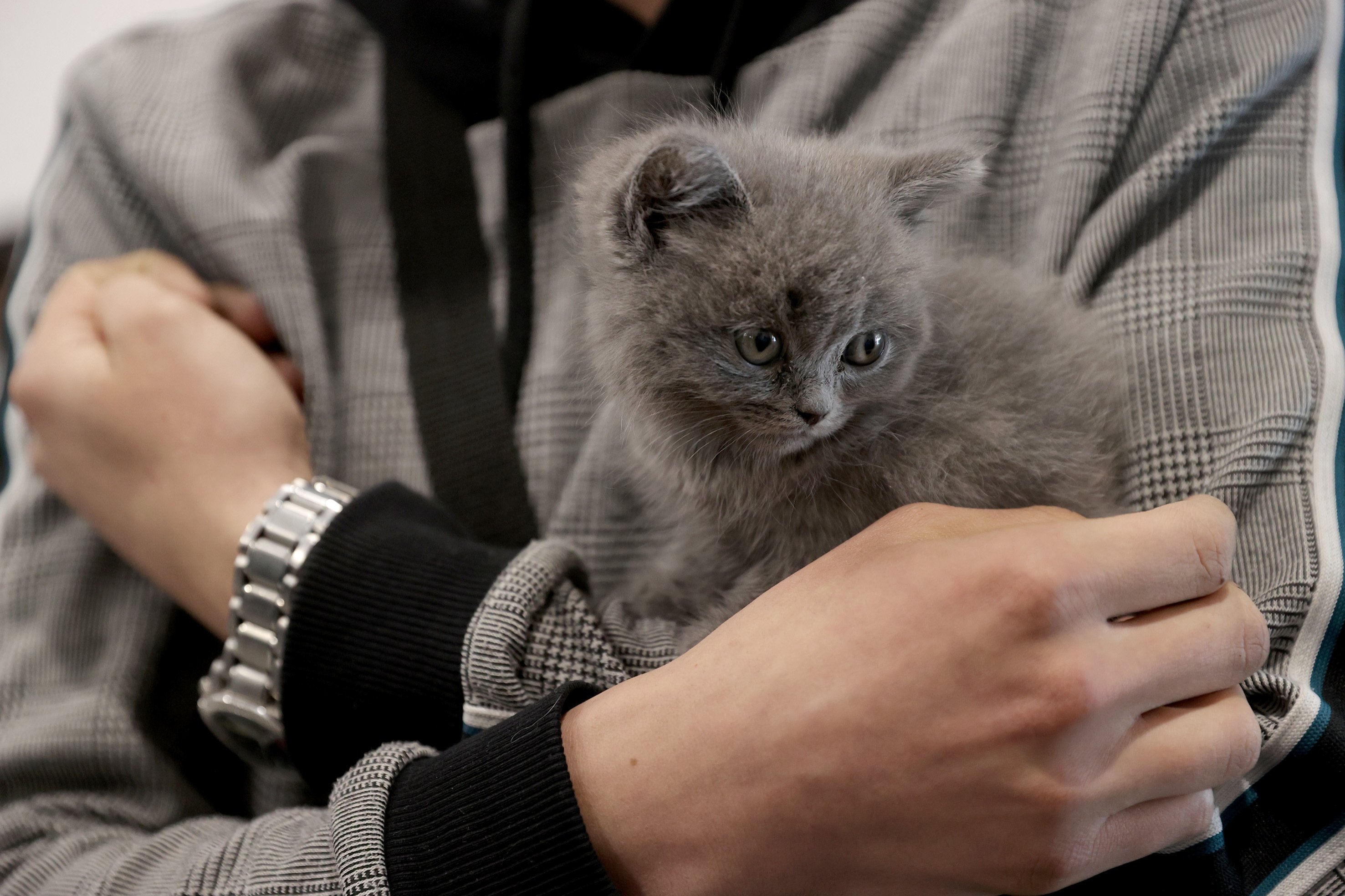 Sanctions for invading Ukraine now also imposed on Russian cats Daily