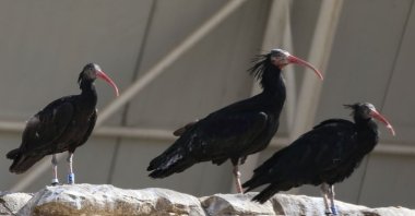 Bald ibises at a breeding station in Birecik, in Şanlıurfa, southeastern Turkey, Mar. 3, 2022. (AA Photo)