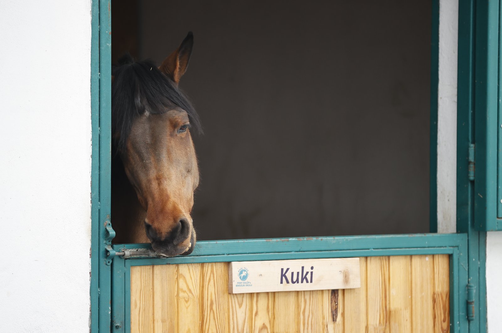 Kuki unlocks the door with her mouth, in the capital Ankara, Turkey, March 3, 2022. (AA PHOTO)