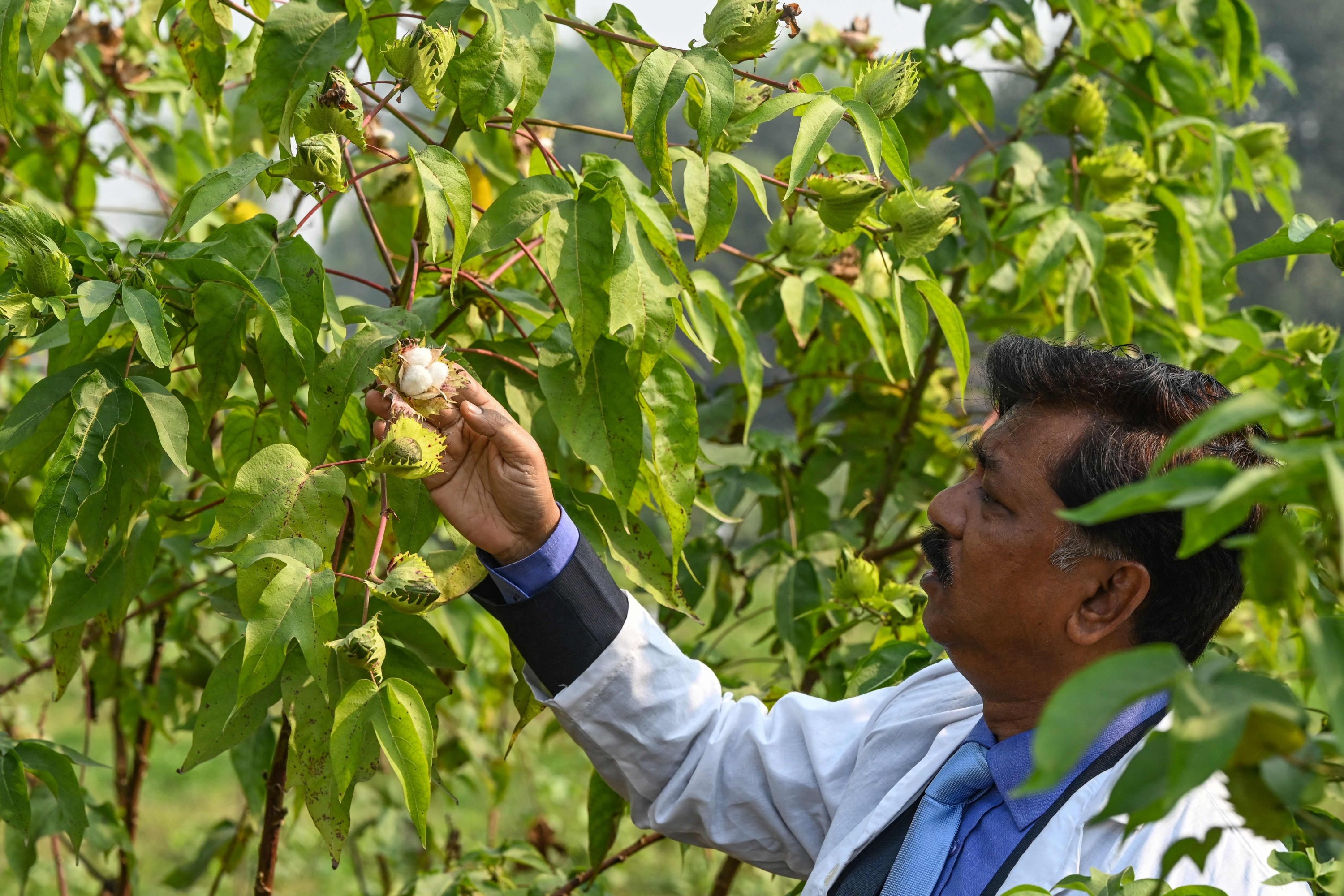 Akhteruzzaman, direktur eksekutif Dewan Pengembangan Kapas Bangladesh, melihat tanaman kapas Phuti Carpus yang ditanam untuk menghasilkan kain muslin Dhaka, di sebuah peternakan di Gazipur, Bangladesh, 10 Januari 2022. (AFP)