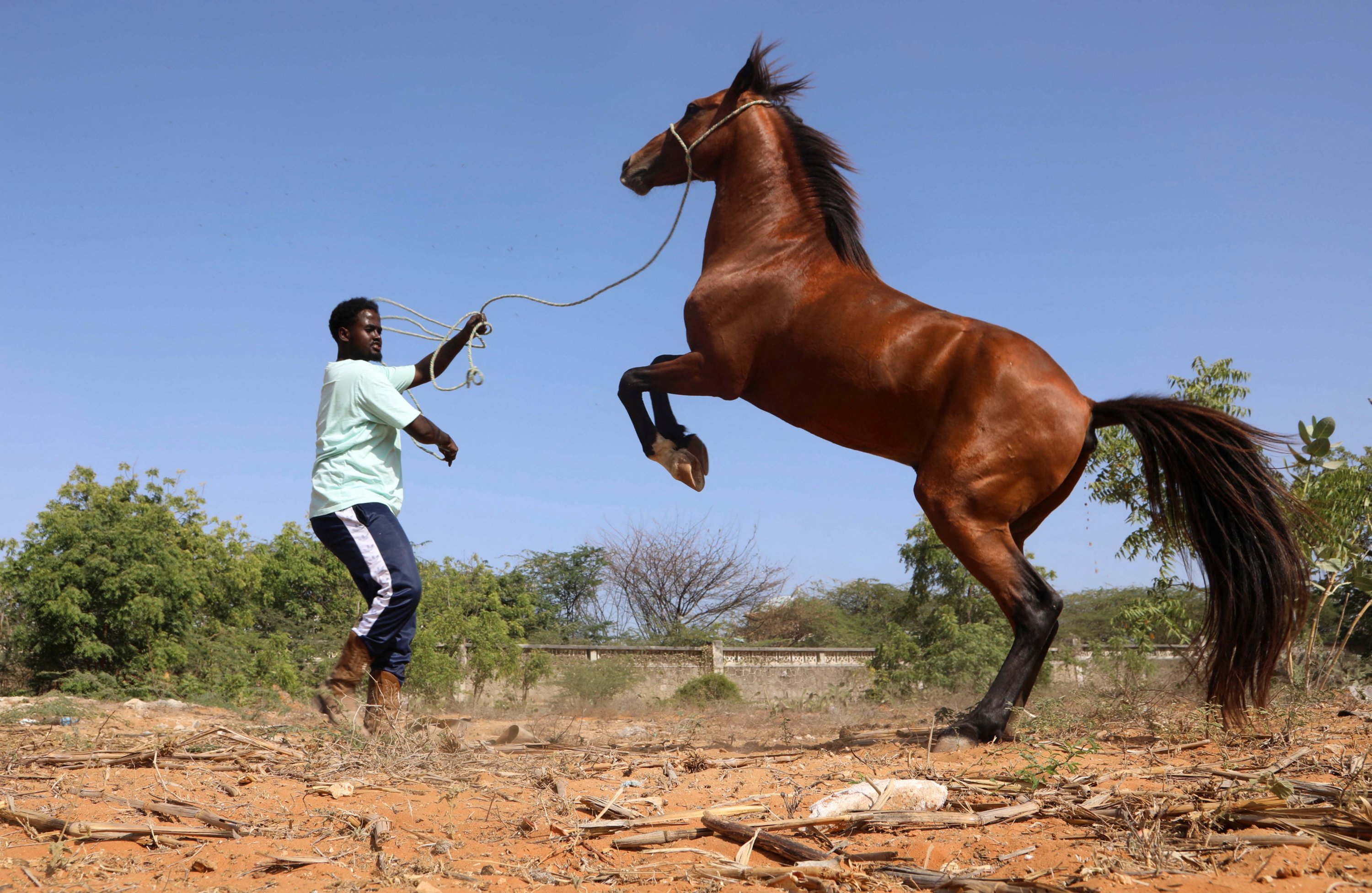 Yahye Isse, 29, pemilik pusat pelatihan kuda Yahya Fardoole, merawat seekor kuda, Mogadishu, Somalia, 17 Februari 2022. (Foto Reuters)