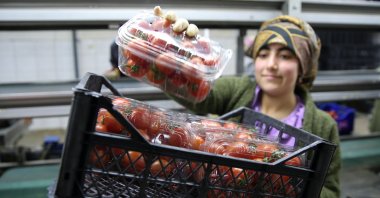 A girl picks a box of tomatoes from a crate, Antalya, Turkey, March 2, 2022. (AA Photo)