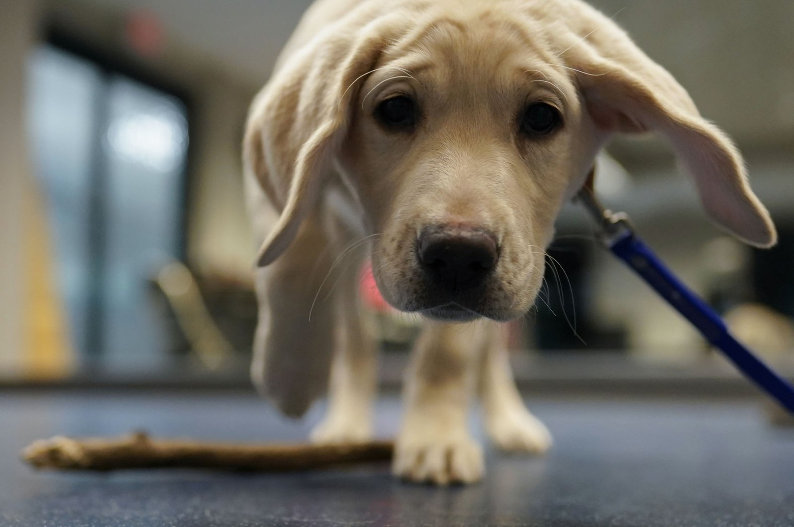 Mata anak anjing: Anak anjing berbulu halus dilatih untuk menjadi pemandu bagi orang buta
