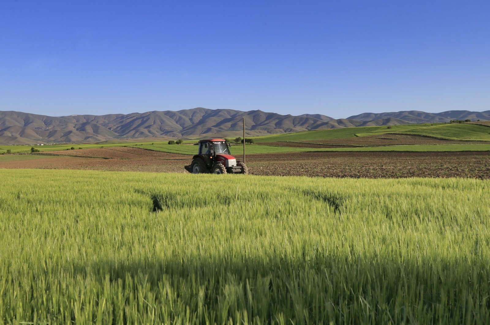 A tractor is seen on a wheat and barley farm in eastern Elazığ province, Turkey, May 21, 2021. (AA Photo)