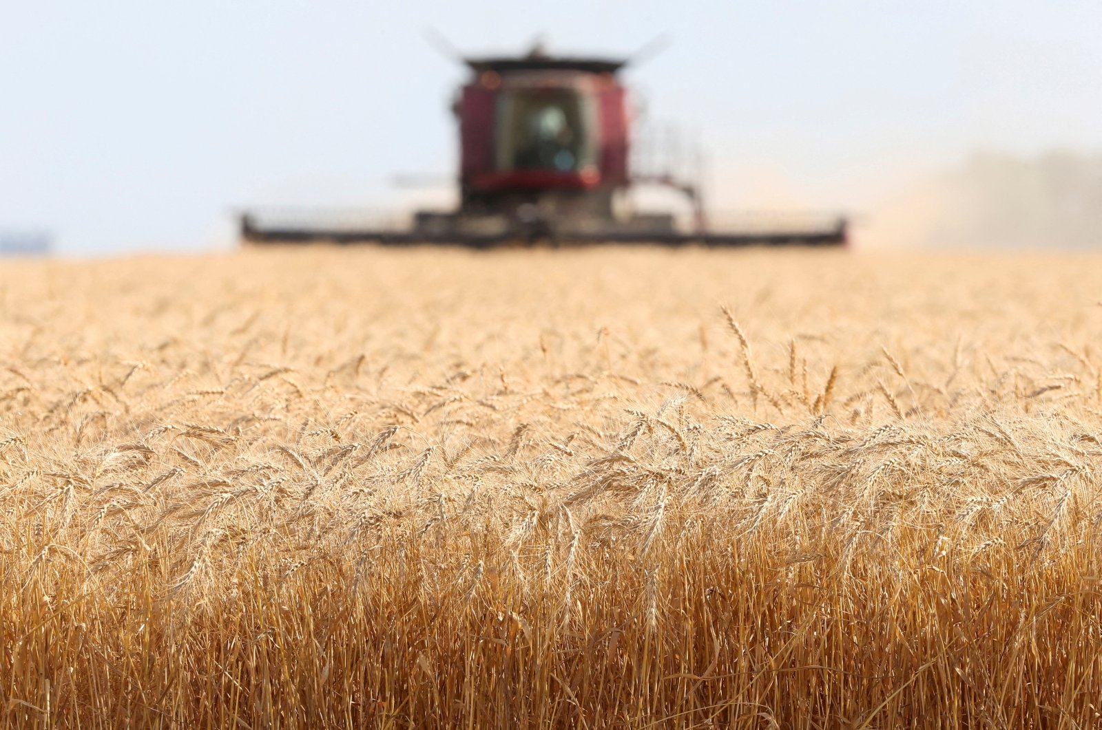 Bulgaria akan tingkatkan cadangan gandum karena produsen khawatir akan larangan ekspor