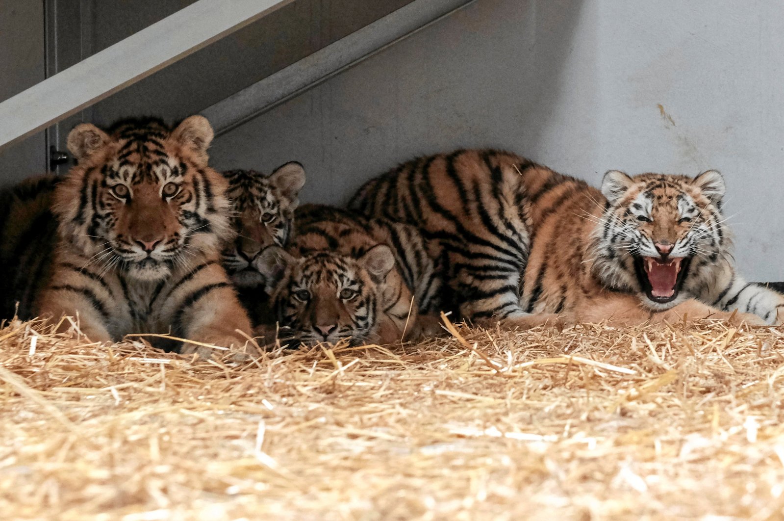 Tigers that were evacuated by Poznan Zoo employees from a sanctuary near Kyiv and taken to Poland are seen at Poznan Zoo in Poznan, Poland, March 4, 2022. (Reuters photo)