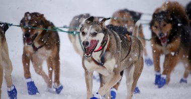 Riley Dyche’s dog team during the ceremonial start of the 50th Iditarod Trail Sled Dog Race in Anchorage, Alaska, U.S., March 5, 2022. (Reuters Photo)