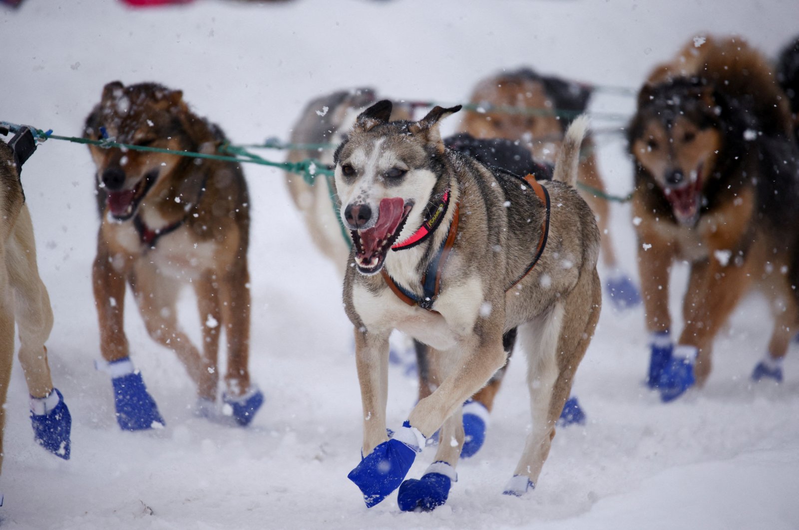 Baltonya mana?  Balapan kereta luncur anjing Iditarod tahunan ke-50 dimulai di Alaska