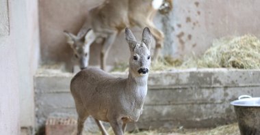 Animals can be seen at the Efteni Lake Wildlife Improvement Area rehabilitation center, in Düzce, Turkey, March 6, 2022. (AA Photo)