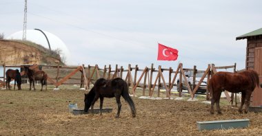 Horses graze at their new shelter, in Edirne, northwestern Turkey, March 7, 2022. (DHA Photo)